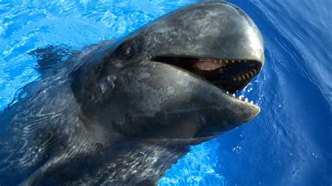 are pilot whales dangerous to humans